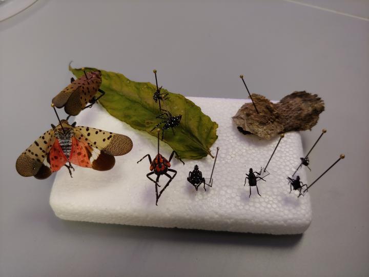 Preserved bug models